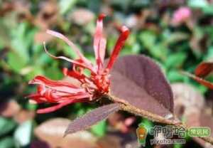 刀豆脱荚的原因是什么