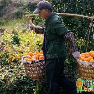 今年赣南脐橙节在什么时候