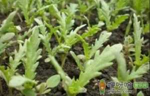茼蒿菜的种子要几天才能发芽