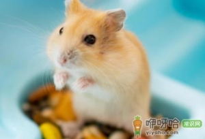 仓鼠换毛有什么特征