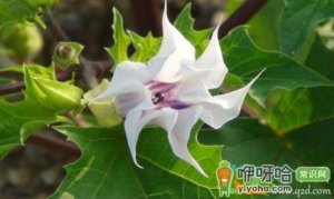 家养曼陀罗花好吗