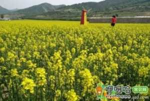 油然而生的意思是啥