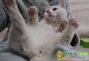 猫咪二楼掉下来会摔伤吗