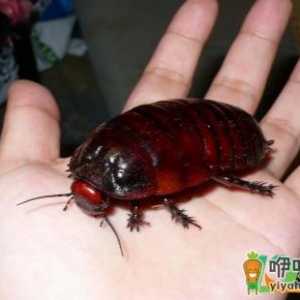 衣服被蟑螂爬过碍事吗