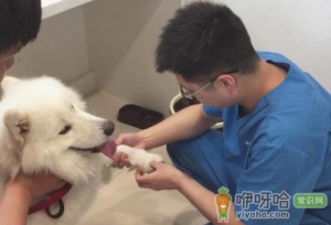 狗狗洗完澡打疫苗没事吧