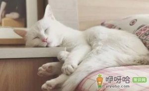 公猫跑了还会回来么
