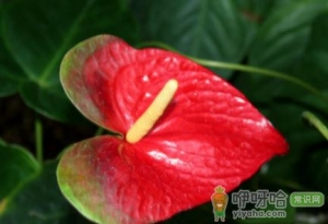 家里养火鹤花好不好