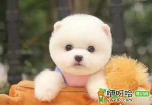 博美犬什么时间掉毛最厉害