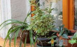 千叶吊兰植株干枯是怎么引起的
