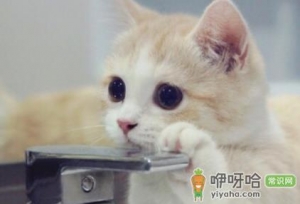 猫咪不肯吃化毛片怎么办