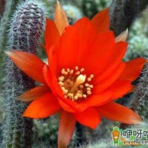 绯花玉有花苞能换盆吗