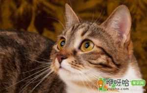 猫咪掉胡子正常吗