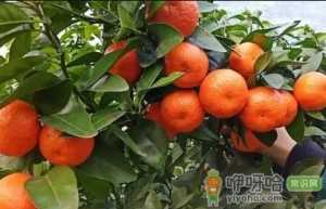 沙糖桔可以煮着吃吗
