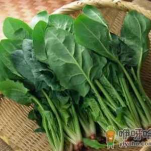 菠菜的生长季节是什么时候