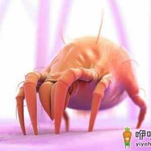 床单枕巾多久清洗一次 超过这个时间螨虫会成千上万