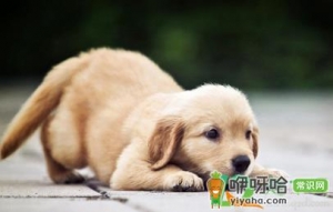 怎么让狗狗躺下