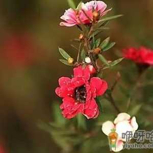 松红梅好养活吗