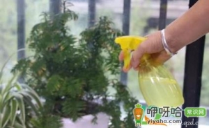 浇花酵素水怎么做
