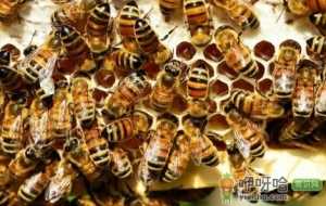 50只蜜蜂能养活蜂王吗