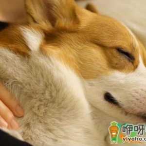 柯基睡觉打呼是生病吗