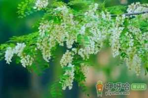 槐花晒干能保存多长时间