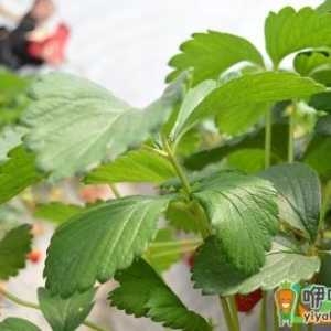 草莓叶子边缘干枯卷起还能活么