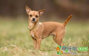 吉娃娃幼犬耳朵几个月立起