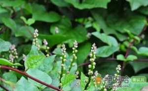 木耳菜生长需要什么条件
