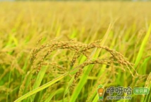 稻谷发霉怎么能看出来呢