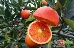 红肉橙与血橙有区别吗