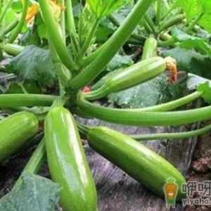 为什么西葫芦也能压蔓生产