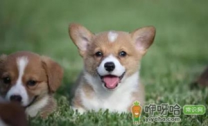 狗吃了葡萄怎么急救