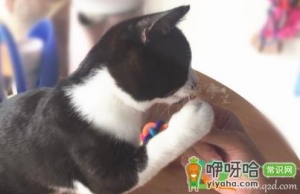 猫为啥喜欢亲我嘴啊