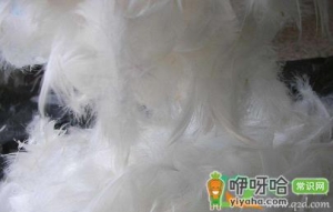 羽绒有鸭味道怎么去除