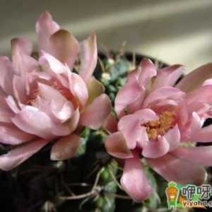 绯花玉为什么会缀化