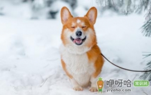 狗在零下多少度没事