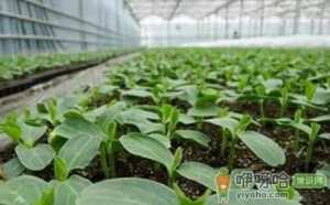 冬季温室蔬菜如何换茬