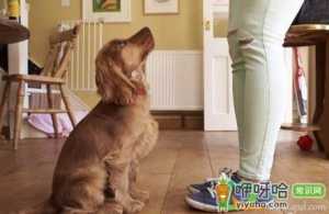 怎么让狗狗听话的让他坐下就坐下