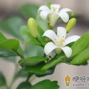 修剪九里香的方法是什么