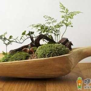 花器的搭配与清洁方法