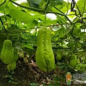 佛手瓜放冰箱一个月了能吃吗