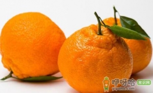 丑橘不甜是什么原因