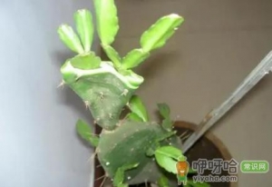 量天尺好养不