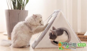 小猫几个月玩猫爬架