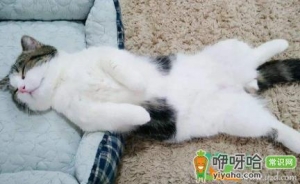 猫咪肚子有水声什么问题