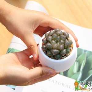 玉露群生的好还是单头的好
