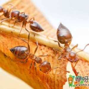 厨房窗台有蚂蚁怎么办