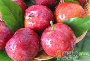 李子什么时候修剪枝条最合适