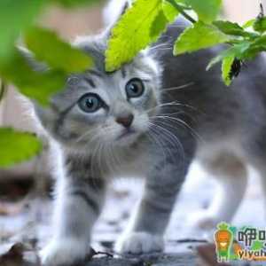 猫咪咬绿植怎么办