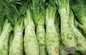 越冬莴苣如何种植